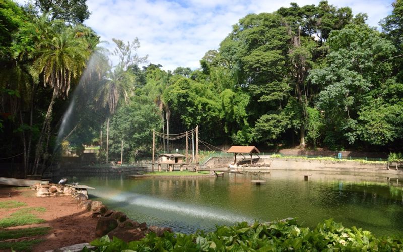campinas - bosque dos jequitibás - 03